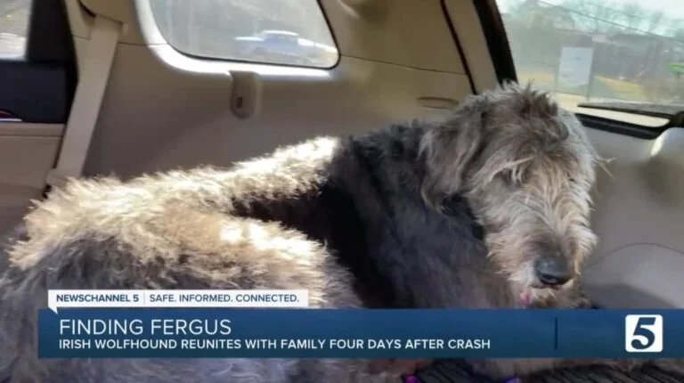 Missing Irish Wolfhound Cries With Relief When He Reunites With His Family