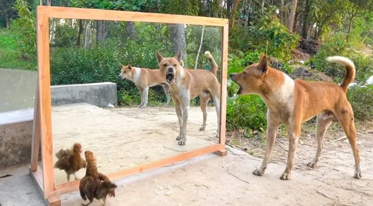 Angry dogs vs mirror reaction