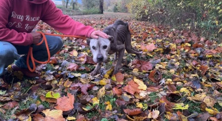 Rescuers Find Starving Dog Curled Up In Woods And Carry Him A Mile